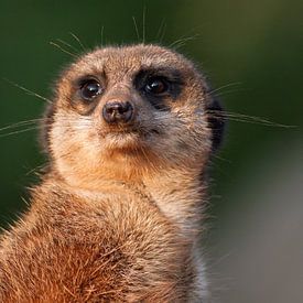 The Watchman: A Moment of Focus by PHOTOGENIQUE