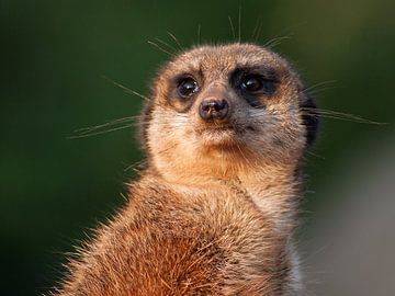 Wachsamer Moment: Erdmännchen in Nahaufnahme