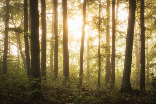 Illumination de la forêt