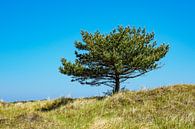 A single tree with blue sky van Rico Ködder thumbnail