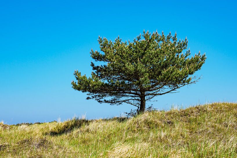 A single tree with blue sky van Rico Ködder