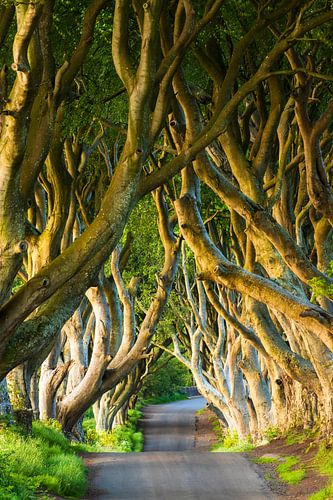 The Dark Hedges