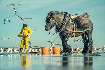 Pferdeangeln in Oostduinkerke