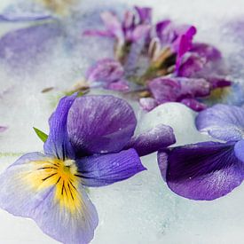 Violets on ice sur Karin van Waesberghe