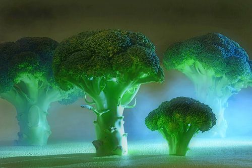 Der Broccoli Wald