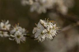 Bloesem by D. Henriquez