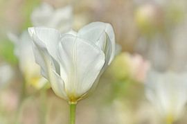 Tulp van Violetta Honkisz