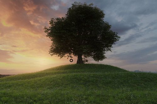 Large oak tree with tyre swing on a grassy hillside meadow