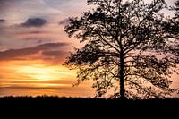 Zonsondergang geeft een boom de mooiste silhouetten