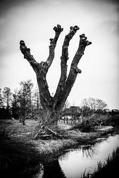 tree van Wim de Vos