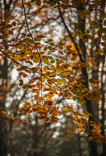Herfstbladeren in het zonlicht