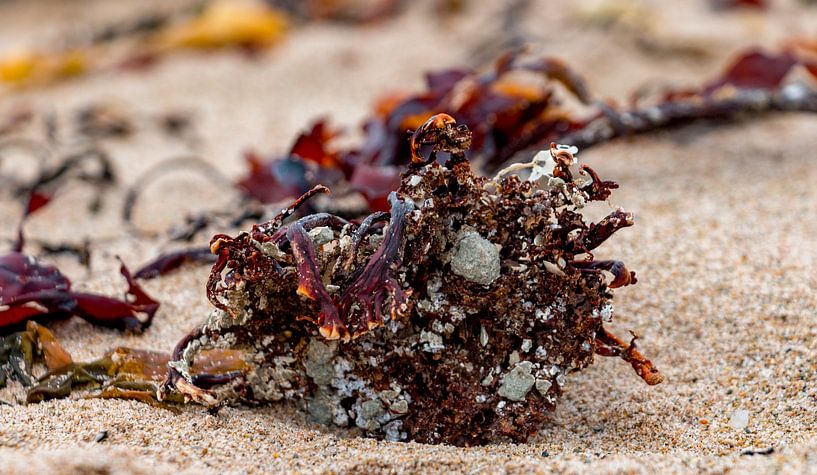 Kunst am Strand von Nicolette Uchtmann
