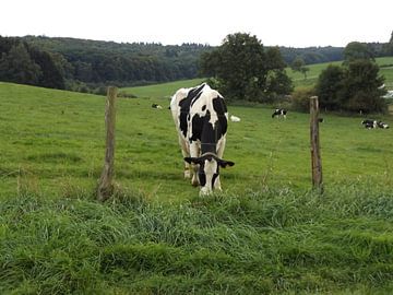 Grazende koe van Anita van Hengel