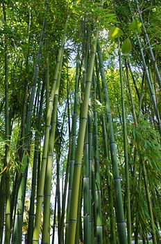 Bamboo