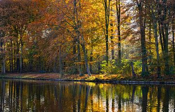 The morning sun shines through the Haase Forest in autumn foliage