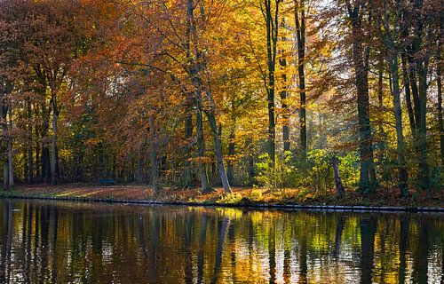 Die Morgensonne scheint durch den herbstlich belaubten Haase-Wald von Rob IJsselstein