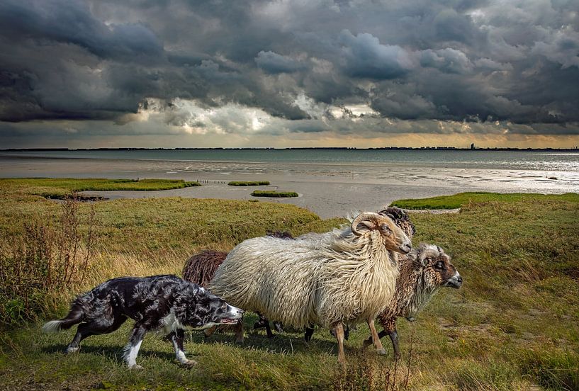 Herding sheep by Lisette van Peenen