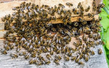 Un essaim d'abeilles devant une ruche sur ManfredFotos