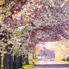 Allée d'arbres avec des fleurs de cerisier sur Oliver Henze