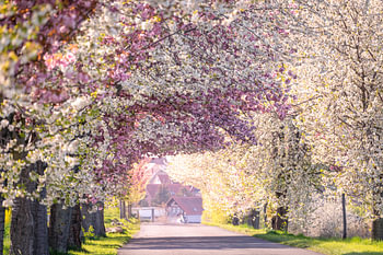 Baumallee mit Kirschblüten