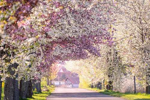 Avenue of trees with cherry blossoms by Oliver Henze