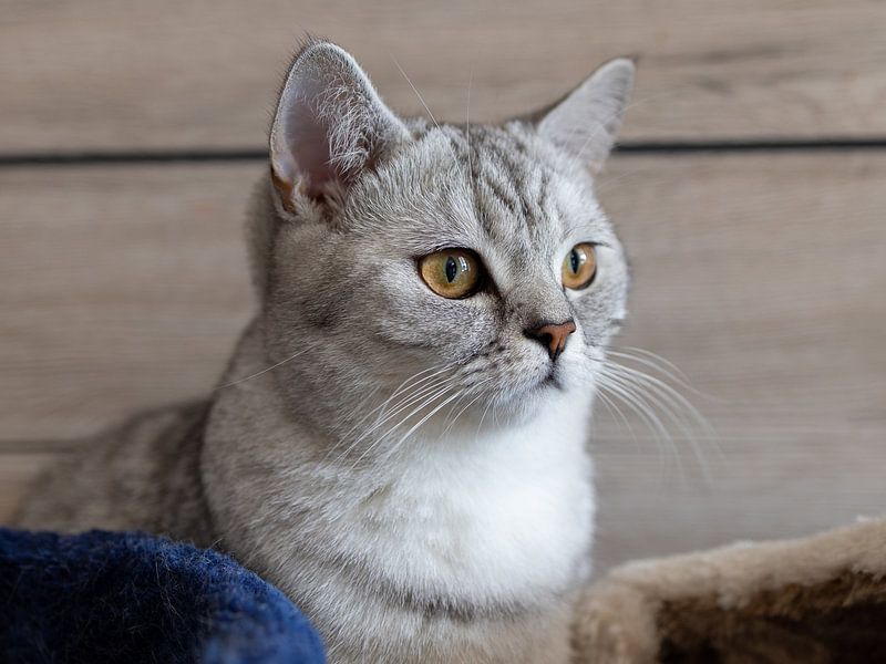 British Shorthair kitten Nala by Teresa Bauer