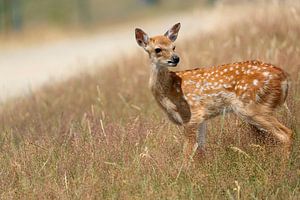 Little deer
