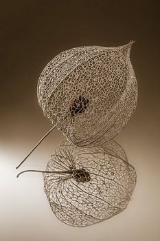 Bruintinten: Een lampionnetje van de lampionplant