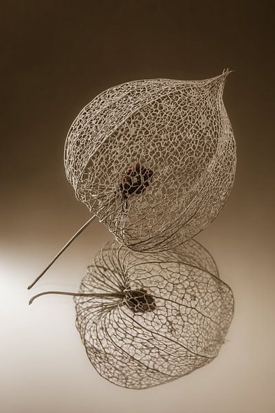 Shades of brown: A lantern shade from the lantern plant by Marjolijn van den Berg