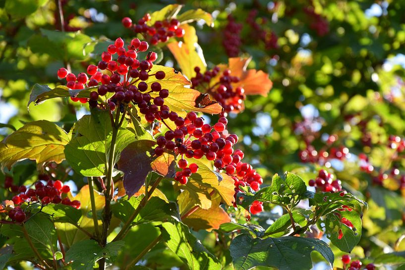 Wein in der Sonne II von Marcel Ethner