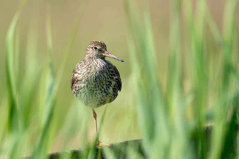 Common redshank photographed between the grass. by Gianni Argese