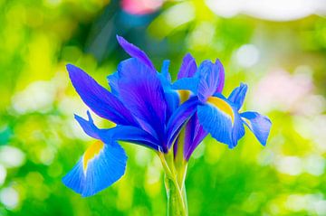 Blaue Schwertlilie in sanfter Harmonie von Ivonne Fuhren-van de Kerkhof