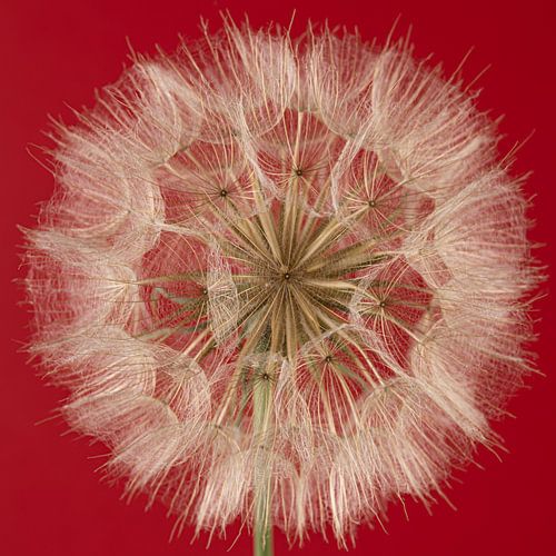 Pluizenbol van een Tragopogon met warm rode achtergrond