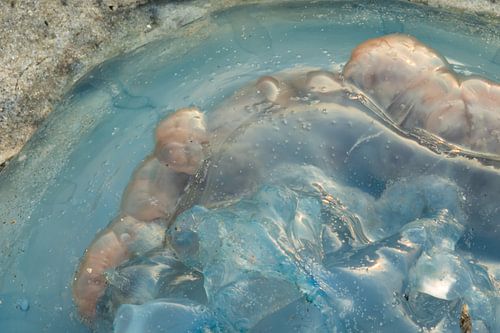 Bloemkool kwal op strand