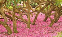 Pink Forest von Miranda Bos Miniaturansicht