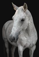 Fine Art Portrait weißes Pferd