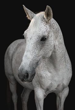 Fine Art Portret wit paard van Yvonne van de Kop