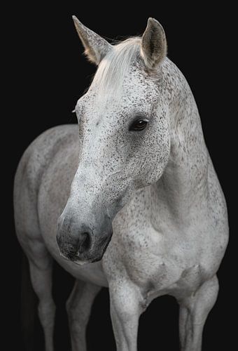 Fine Art Portrait white horse