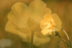 Butterblumen
