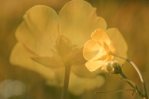 Boterbloemen. Double exposure.