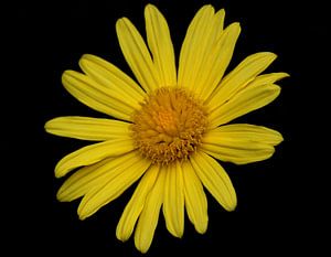 Gele bloem van MSP Canvas