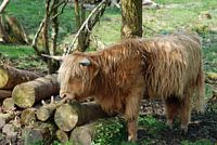 Schotse hooglander