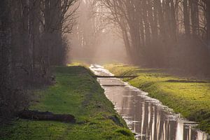Winter Reflections in the Broekpolder: A Line Game of Light and Shadow