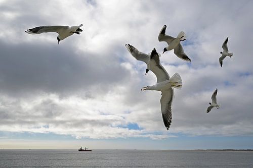 Gull catches a piece of bread