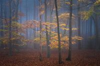 Autumn in the forest