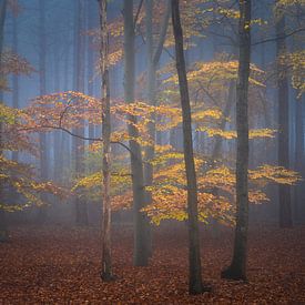 Herfst in het bos van Ilona Schong