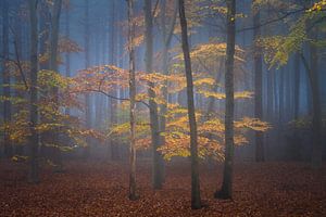 Herbst im Wald von Ilona Schong