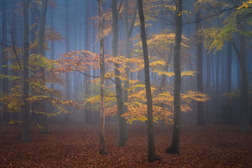 Autumn in the forest by Ilona Schong