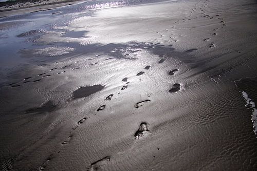 Beach detail of the Dutch coast