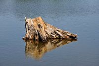 Floating trunk